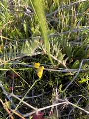 Castilleja campestris