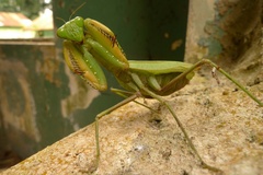 Sphodromantis