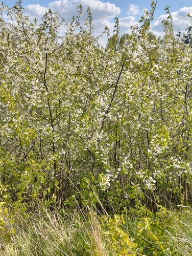 Prunus cerasus