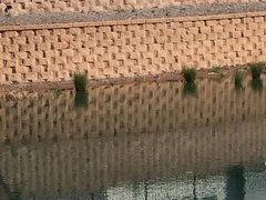 Charadrius vociferus