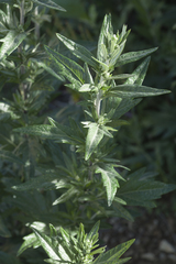Artemisia koidzumii