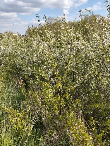 Prunus cerasus