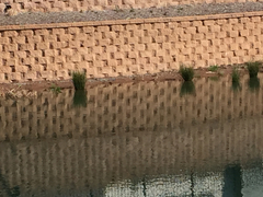 Charadrius vociferus