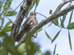 Chordeiles acutipennis