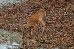 Odocoileus virginianus