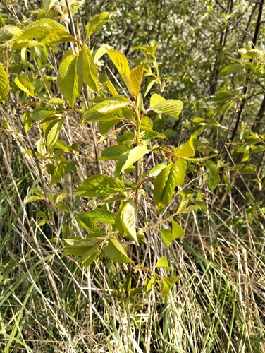 Prunus cerasus
