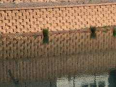 Charadrius vociferus