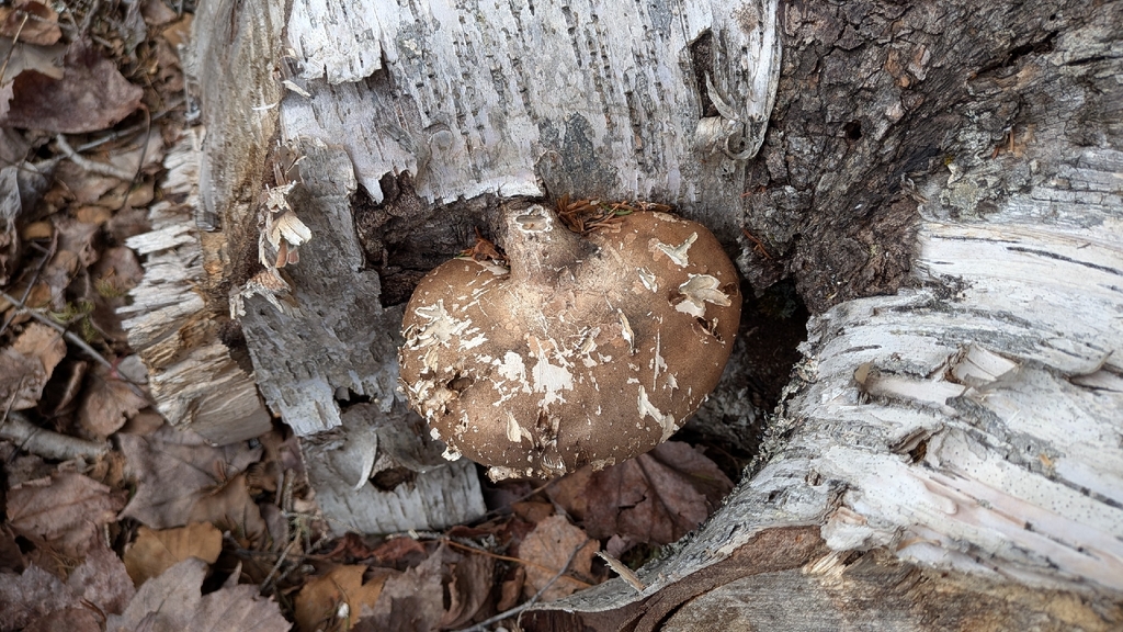 Fomitopsis betulina · April 2026 · photo: © jollygoodyellow (iNaturalist, cc-by)