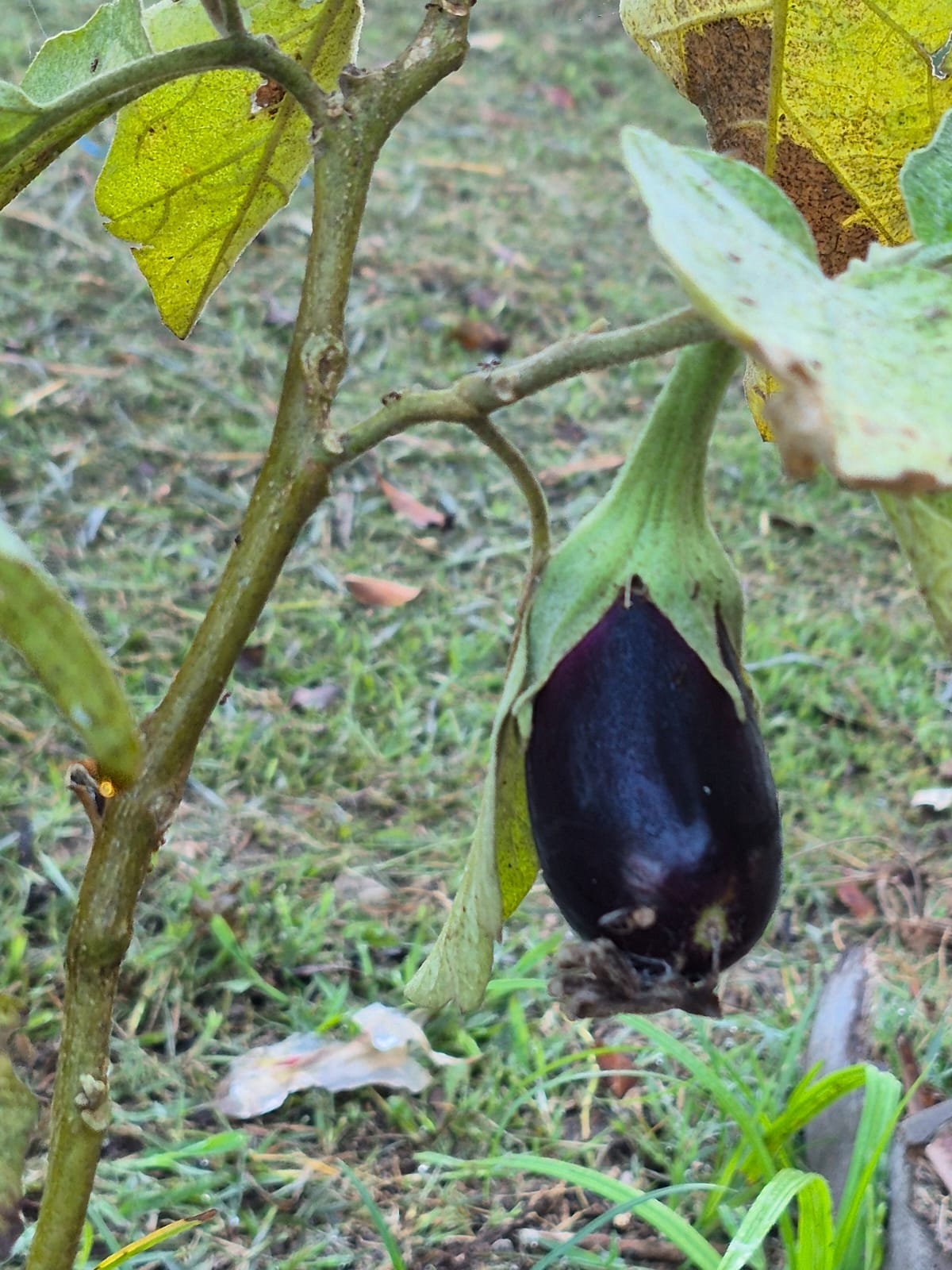 Solanum melongena