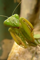 Sphodromantis