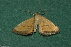 Asaphodes abrogata
