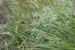Carex longii