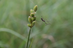 Carex longii