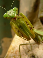 Sphodromantis