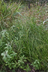 Carex longii