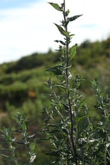 Artemisia koidzumii