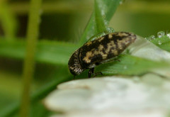 Acmaeodera neglecta neoneglecta