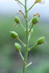 Camassia scilloides