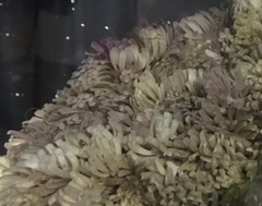 Muricoidea