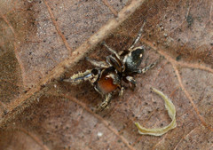 Habronattus forticulus