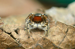 Habronattus forticulus