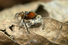 Habronattus forticulus
