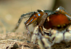 Habronattus forticulus