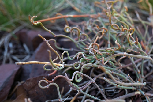 European Ephedra
