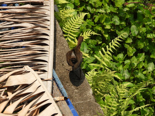 iNaturalist image