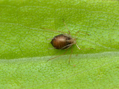 Aphelinidae