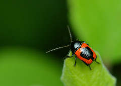 Cryptocephalus notatus