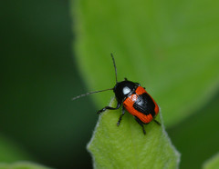 Cryptocephalus notatus