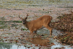 Odocoileus virginianus
