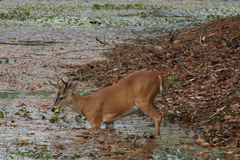 Odocoileus virginianus