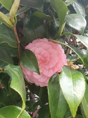 Camellia