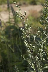 Artemisia koidzumii