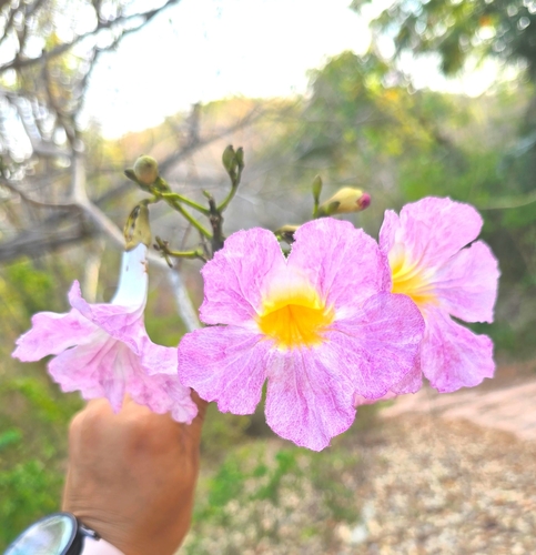 Pink poui (Tabebuia rosea)