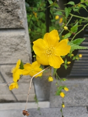 Kerria japonica