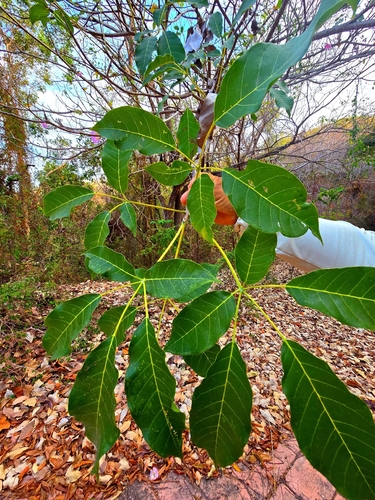 Roble (Tabebuia rosea)