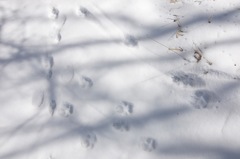 Canis lupus italicus