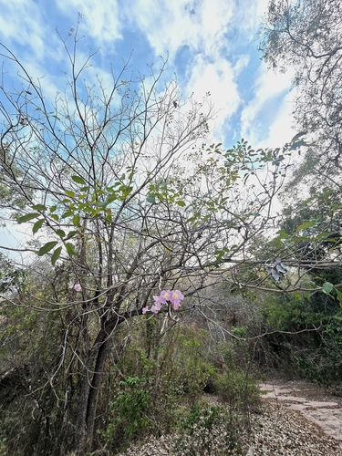 Roble (Tabebuia rosea)