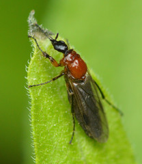 Dilophus tibialis breviceps