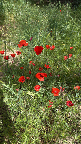 common poppy