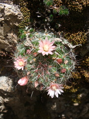 Mammillaria gilensis