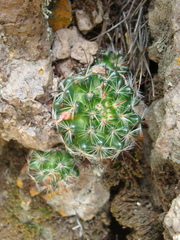 Mammillaria gilensis