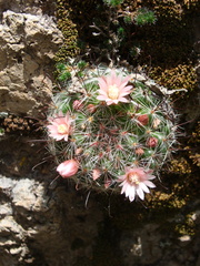 Mammillaria gilensis