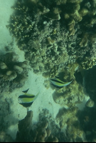 Moorish Idol