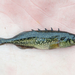 Brook Stickleback - Photo (c) Owen Strickland, some rights reserved (CC BY-NC)