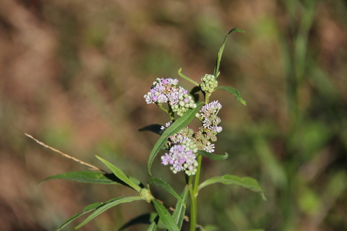 Ethulia conyzoides observed 2026-04-26