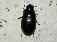 Hydrobiomorpha casta